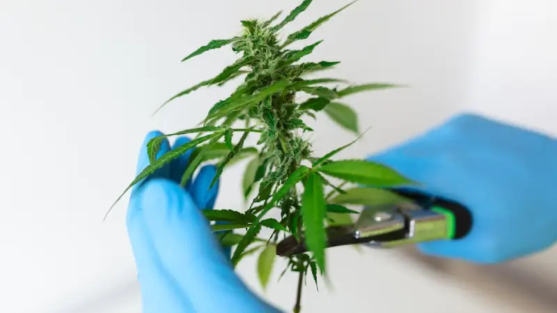 Medical Cannabis Side Effects